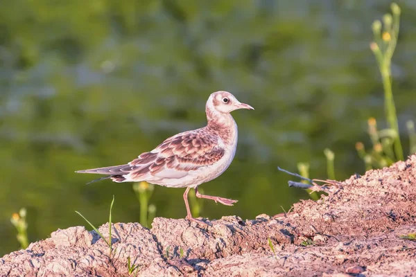 Gaivota Fica Margem Rio — Fotografia de Stock