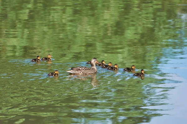 Anatra Selvatica Con Anatroccoli Sul Fiume — Foto Stock