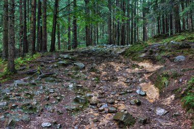 Dağ ormanları, yerde kayalar ve yosunlar..