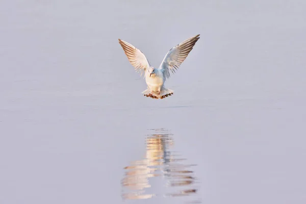 Seagull Flight Lake — Stock Photo, Image