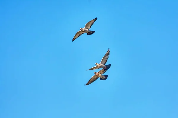 Trois Pigeons Volent Contre Ciel Bleu — Photo