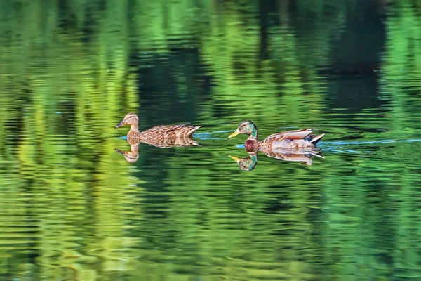 Dwie Kaczki Krzyżówki Dzikie Kaczki Lustro Wody Odzwierciedlone Wybrzeża Drzew — Zdjęcie stockowe