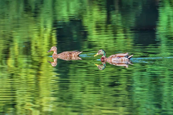 Två Gräsänder Vilda Ankor Vattnet Spegel Som Reflekterat Kusten Med — Stockfoto