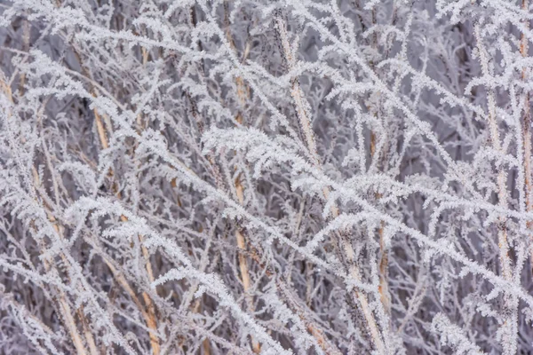 Contexte Branches Plantes Couvertes Givre — Photo