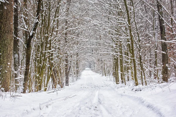 Camino Tierra Través Del Bosque Invierno — Foto de Stock