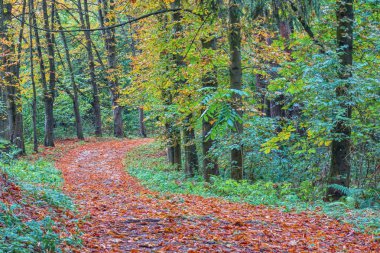 Toprak yol ormana düşen yapraklarla kaplı.