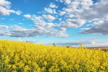 Kanola ve mavi gökyüzü bulutlu ele alan.