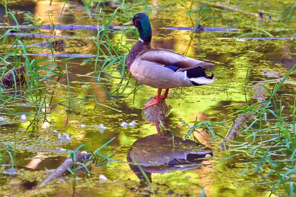 Wild Duck Pond — Stock Photo, Image