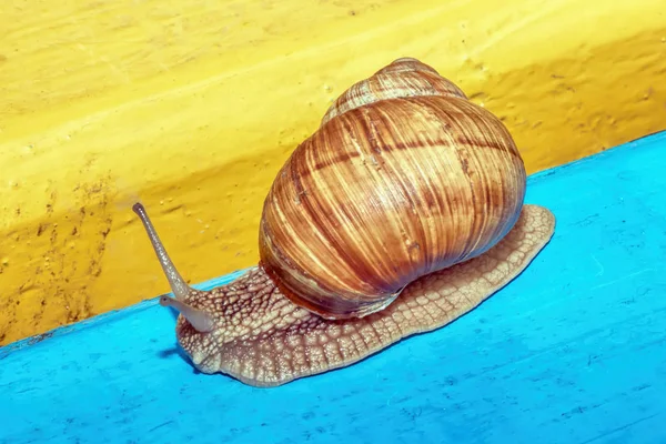 黄蓝色长凳上的蜗牛 — 图库照片