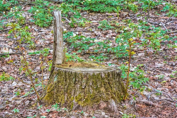 Alter Baumstumpf Mitten Park — Stockfoto