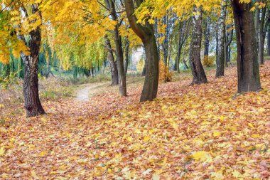 Yolun ortasında Ağaçlar Sonbahar parkta kaplı düşen yapraklar sararmış.