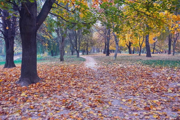 Path Autumn Park Middle Trees Covered Fallen Leaves Yellowed — Stock Photo, Image