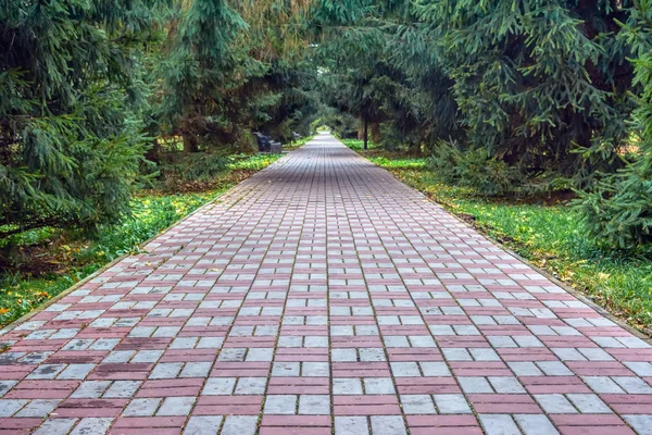 Sokak ortasında park sonbahar köknar cobblestones ile döşeli.