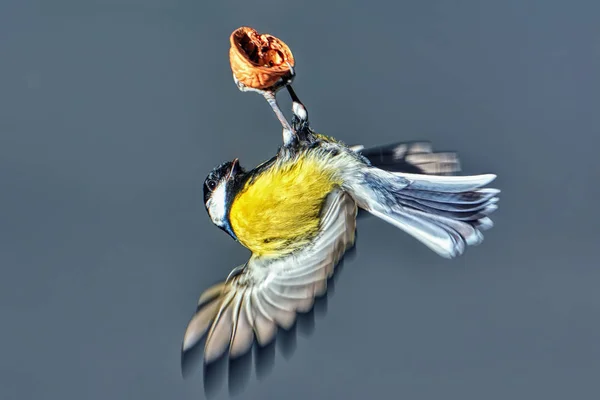 Meise Mit Walnuss Gegen Den Himmel Aus Nächster Nähe — Stockfoto