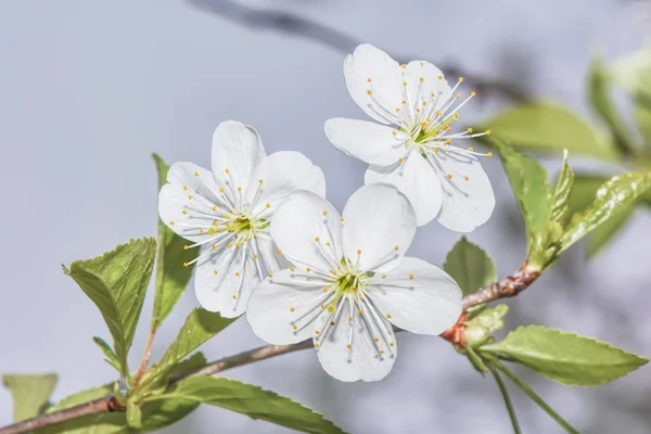 Tre Vita Körsbärsblommor Blomma — Stockfoto