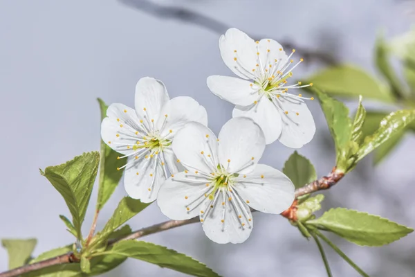 Tre Fiori Ciliegio Bianco — Foto Stock