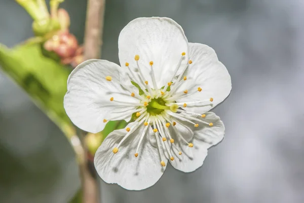 Vit Blomma Cherry Blossom Närbild — Stockfoto