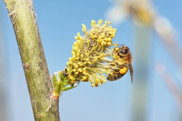 Spring Landscape Bee Beautiful Pussy Flowers Branches — Stock Photo, Image