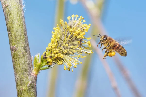 Frühlingslandschaft Biene Flug Der Nähe Der Schönen Muschi Blume Auf — Stockfoto