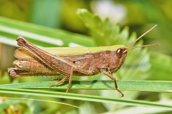 Grasshopper Tallo Hierba Prado — Foto de Stock