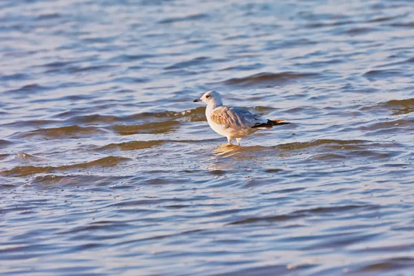 Περπάτημα Στη Λίμνη Seagull Αντανακλάται Στο Νερό — Φωτογραφία Αρχείου