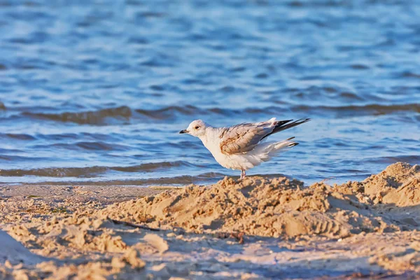 Gabbiano Sulla Spiaggia Del Lago All Alba — Foto Stock