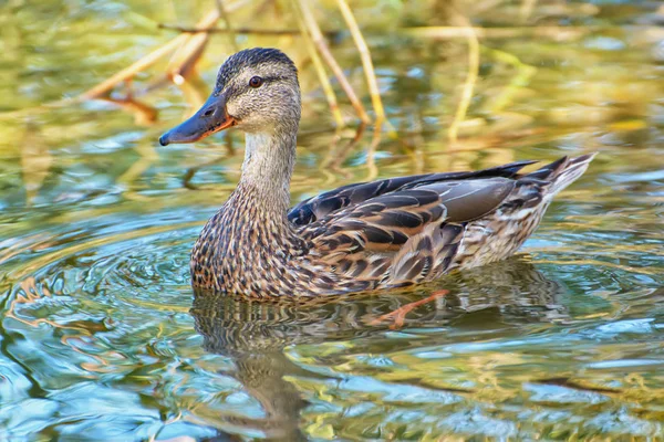 Mallard Lago — Foto de Stock