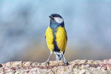 Bir betonarme döşeme tatlı baştankara standları.