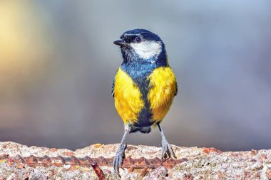 Bir betonarme döşeme tatlı baştankara standları.