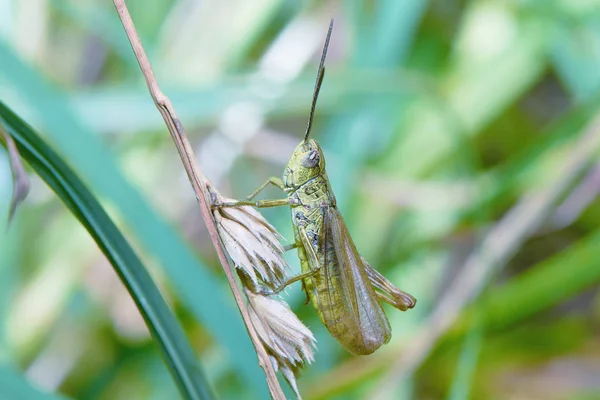 Joven Saltamontes Tallo Hierba Cerca — Foto de Stock