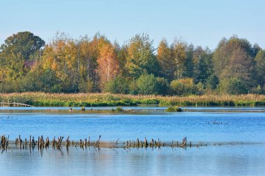 Sonbahar manzara - bir nehir, ağaç ve orman sahilde sular altında Mayo ile.