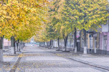 Sonbahar manzara - şehir sokak yaprakları sararmış ağaçları ile yaya kaldırım taşı döşeli.