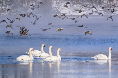 Kış manzarası - kuğular float göl ve onlar üzerinde uçan yaban ördeği.