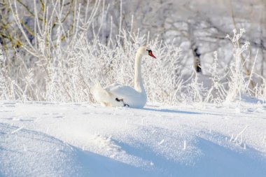 Beyaz Kuğu nehir kıyısında kar üzerinde.