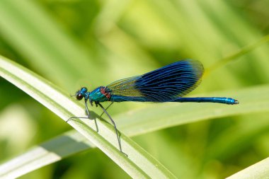 Yusufçuk - güzel telli (Calopteryx başak).
