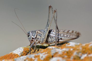 Locust üzerinde taş yakın çekim.
