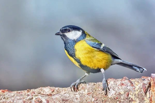 Titmouse Fica Uma Laje Concreto Closeup — Fotografia de Stock