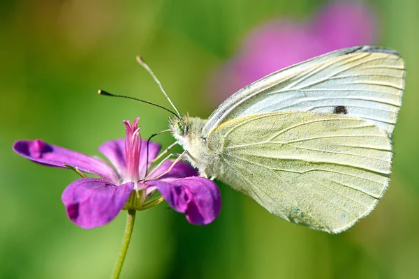 Çiçekteki kelebek.