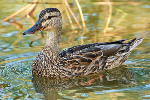 Mallard Flota Aguas Poco Profundas Con Agua Limpia — Foto de Stock