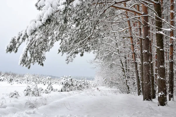 Invierno Las Afueras Del Bosque Campos Árboles Están Cubiertos Nieve — Foto de Stock