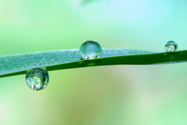 Dew Drops Grass Stem Close — Stock Photo, Image