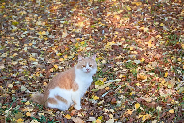 White-red cat in the middle of an autumn park covered with fallen leaves.