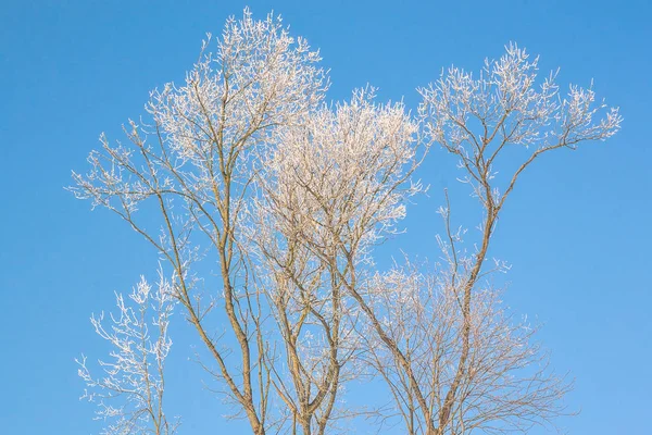 서리로 뒤덮인 나뭇가지들 — 스톡 사진