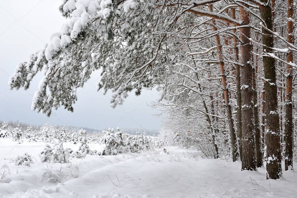Winter on the outskirts of the forest, fields and trees are covered with snow.
