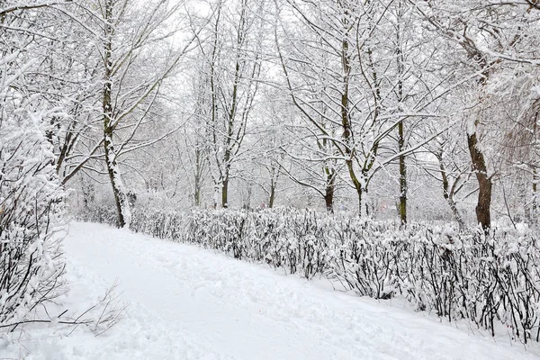 Parque Invierno Árboles Arbustos Senderos Nieve — Foto de Stock
