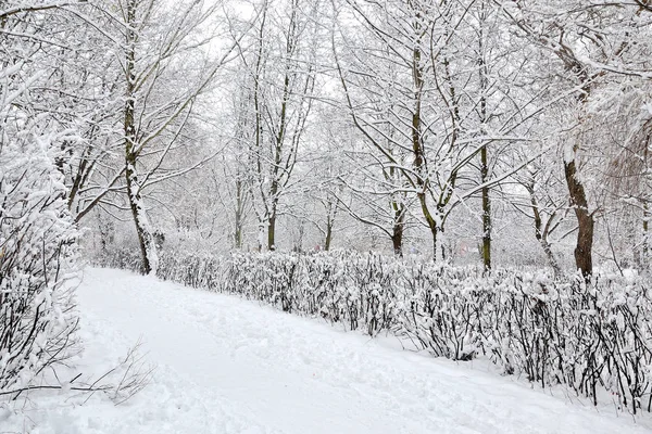 Winter Park Fák Bokrok Pályák Hóban — Stock Fotó