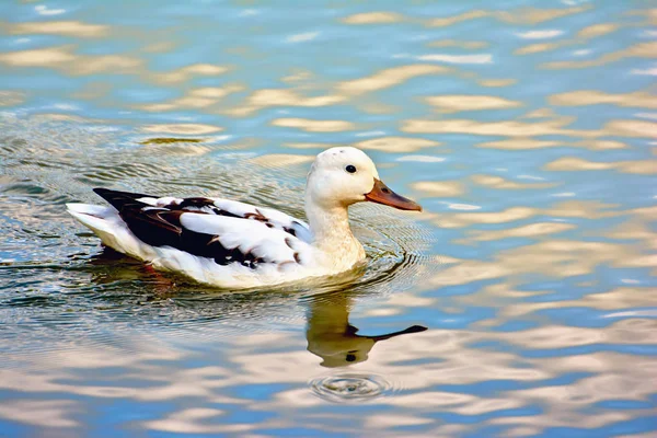 Albino Mallard Flotando Agua Cerca — Foto de Stock