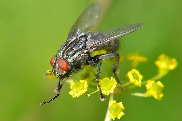 Fliegen Auf Gelben Blume Nahaufnahme — Stockfoto