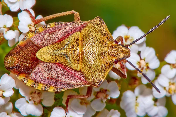Käfer Auf Weißen Blüten Aus Nächster Nähe — Stockfoto