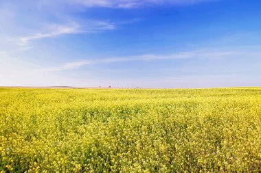 Sarı alan ve mavi gökyüzü.